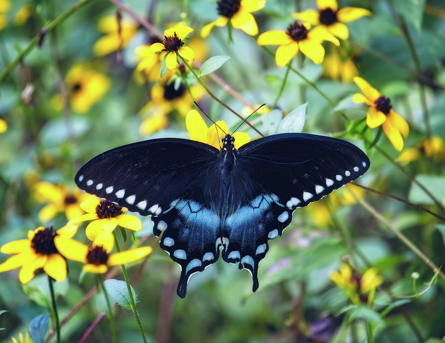 Spicebush Swallowtail Photograph