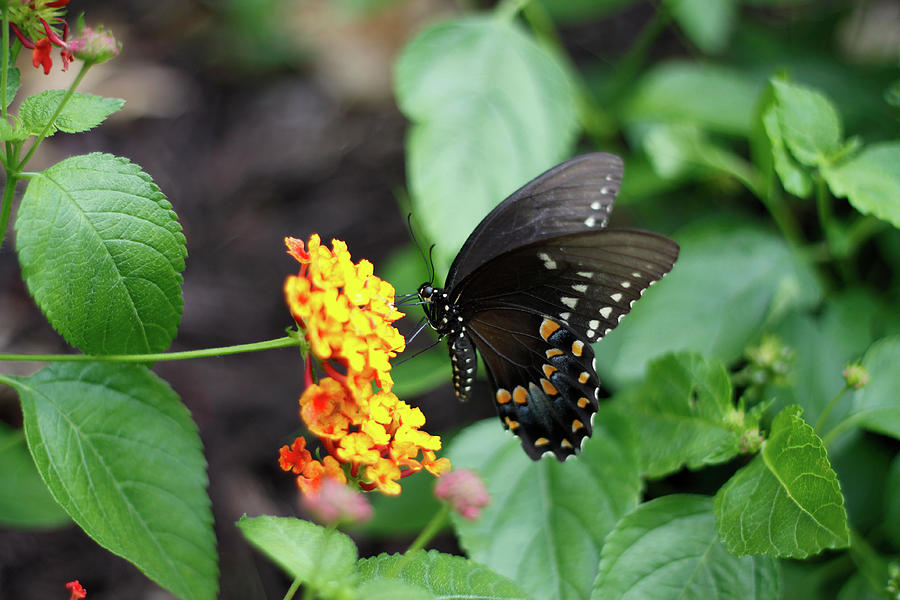 Spicebush Swallowtail Leaning Towards Lantana -August 2023 Photograph by Joseph A Langley Spicebush Swallowtail Leaning Towards Lantana -August 2023 Photograph by Joseph A Langley