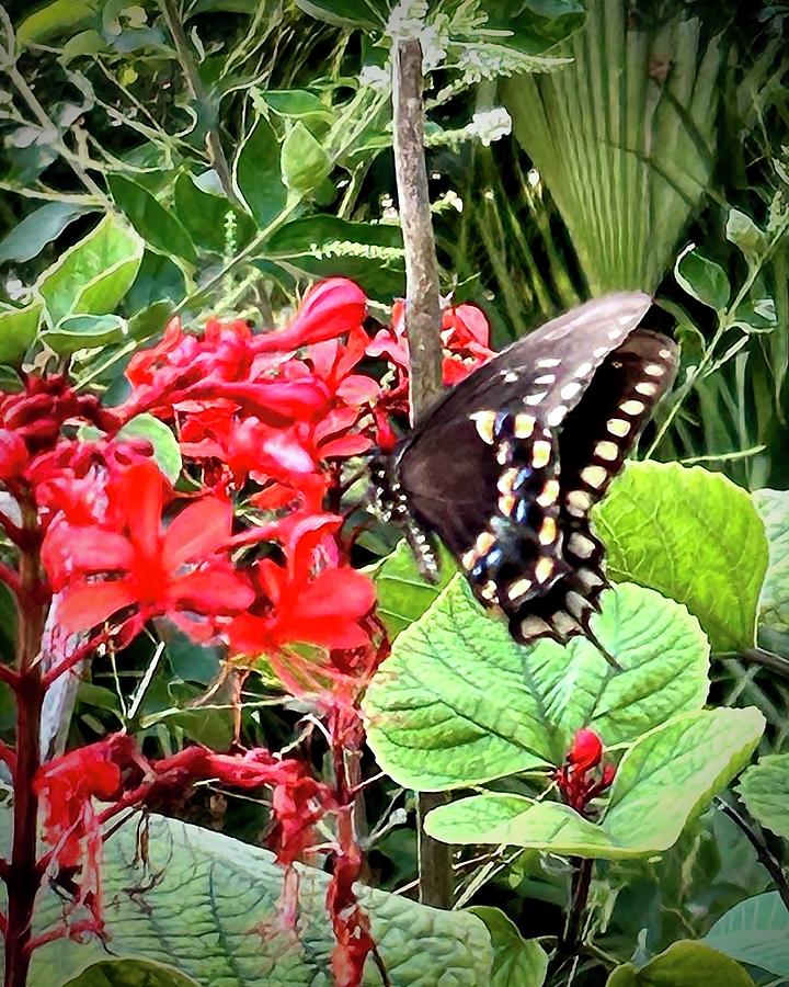 Butterfly Photograph - Spicebush Swallowtail on Red Pagoda Plant by Carol Bradley