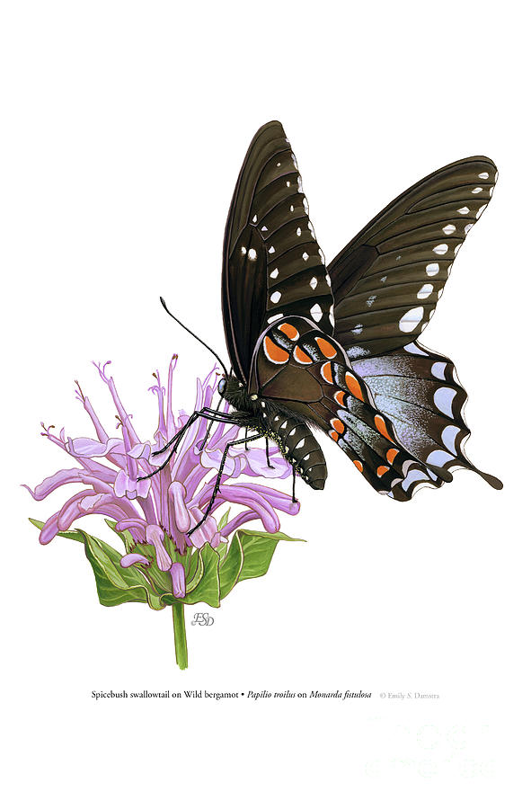 Butterfly Painting - Spicebush swallowtail on Wild bergamot by Emily Damstra
