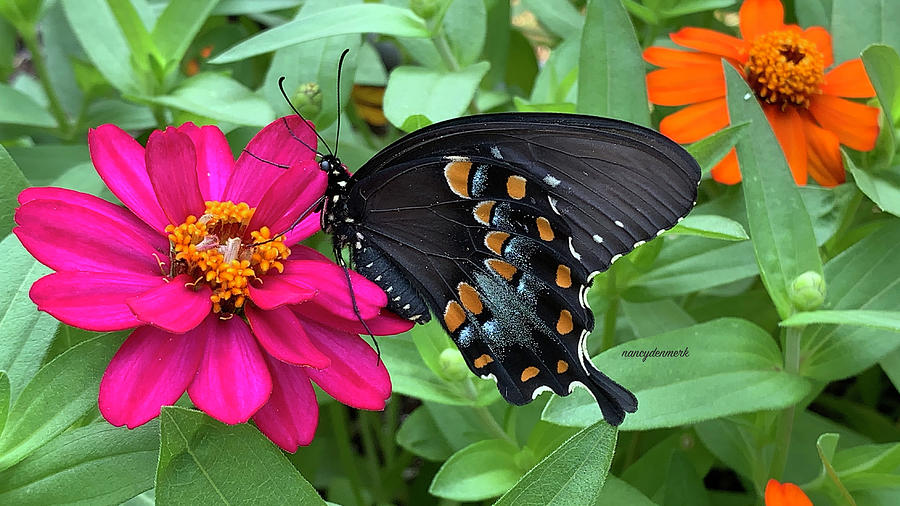 Spicebush Swallowtail on Zinnia Photograph by Nancy Denmark