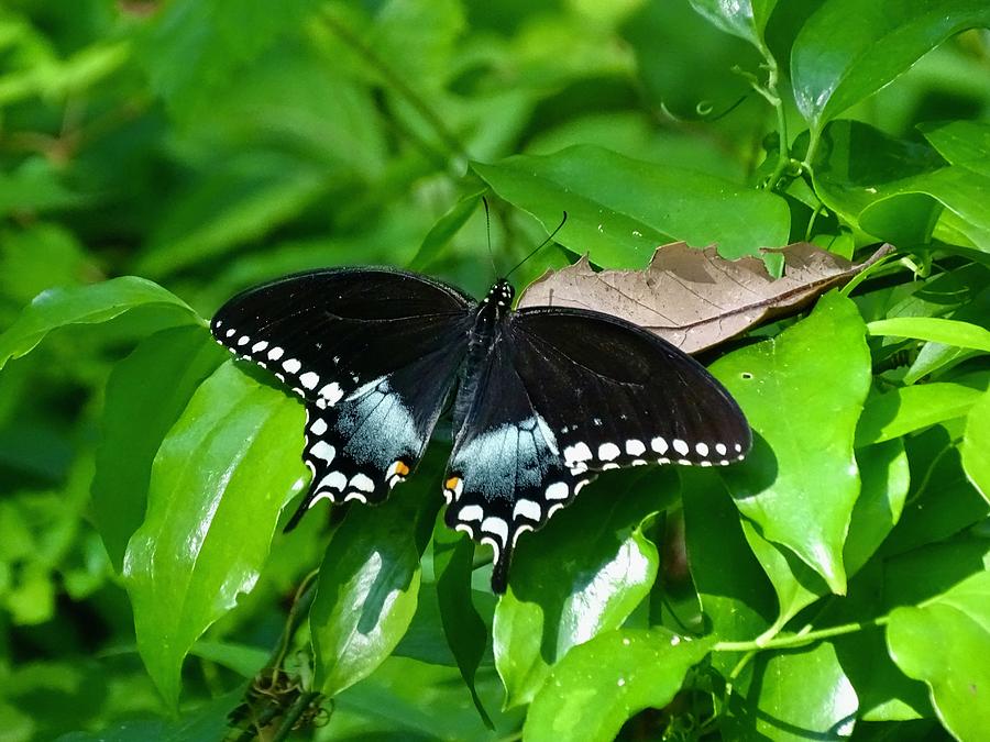 Spicebush Swallowtail Photograph By Russell Niquette 