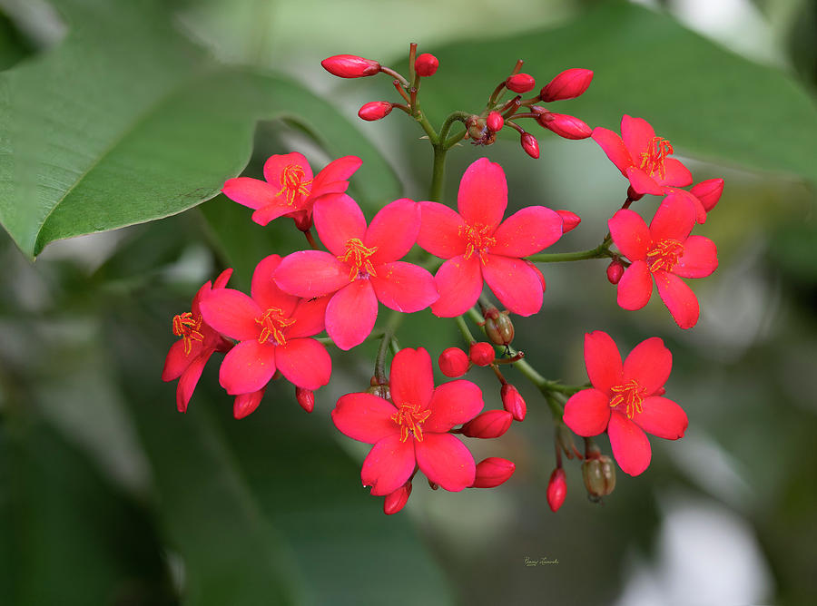 Spicy Red Jatropha Photograph by Penny Lisowski