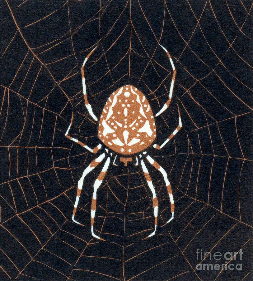 Spider, 1918 Drawing by Julie de Graag