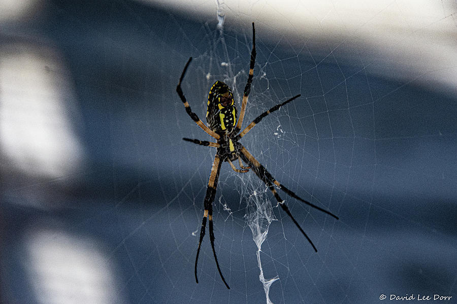 Spider at the Beach Photograph by David Lee Dorr - Fine Art America