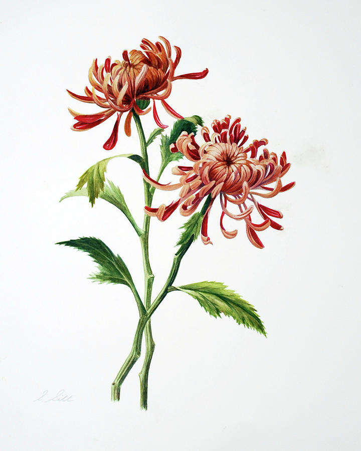Spider Chrysanthemum Painting by Sue Sill