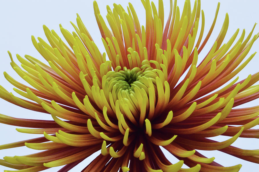 Spider Chrysanthemum  Photograph by Terence Davis