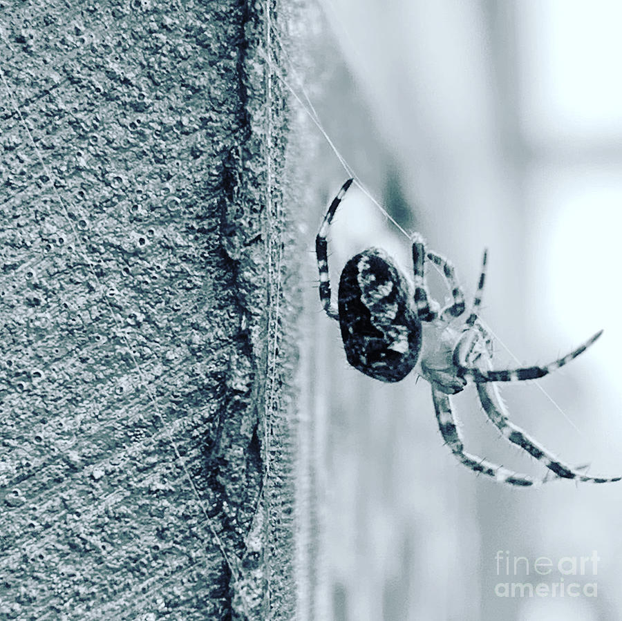 Spider Closeup Photograph