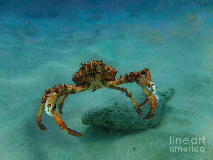 Spider Crab Digital Art by Jerzy Czyz