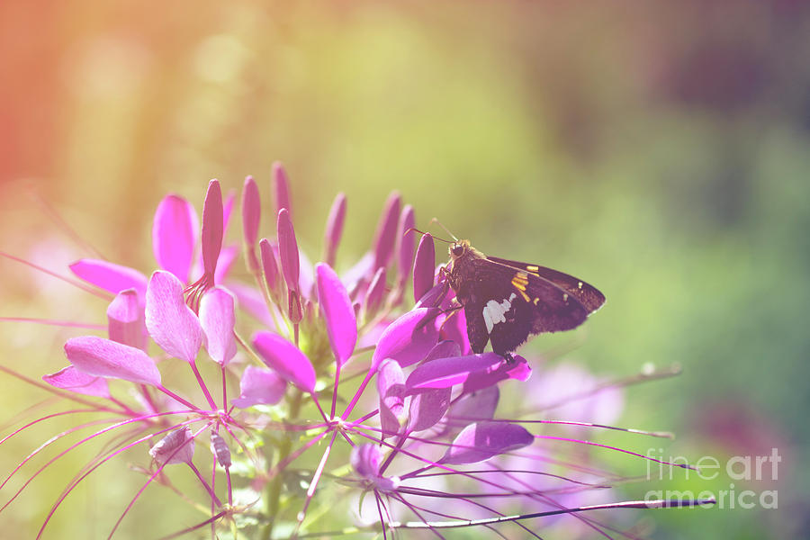 Spider Flower in Glory Light With Moth Botanical / Nature Photo Photograph by PIPA Fine Art - Simply Solid
