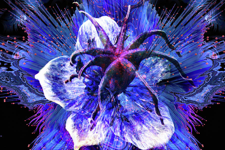 Spider Flower Digital Art by Lisa Yount