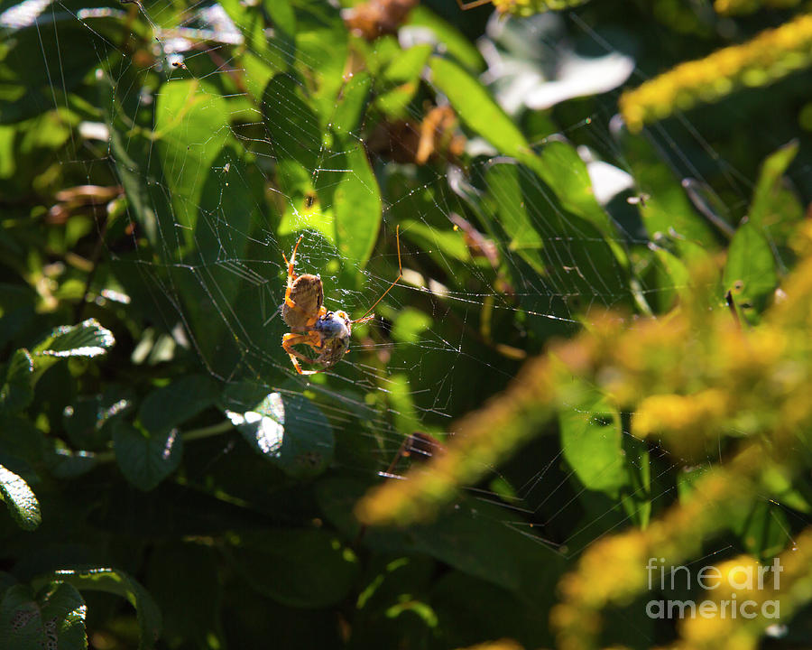 Spider in a web Photograph by Agnes Caruso