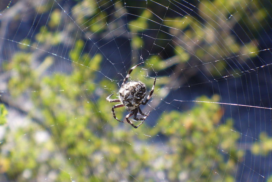 Spider in a Web Photograph by Kathrin Poersch