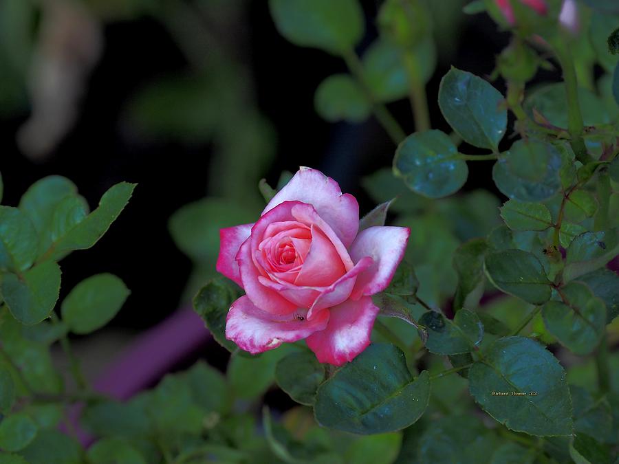 Spider in Pink Rose Photograph by Richard Thomas