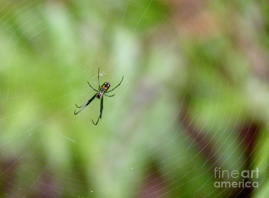 Spider In The Swamp Photograph