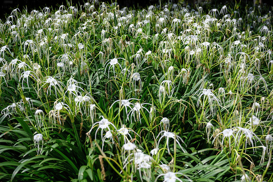 Spider Lilly Field Photograph by Jay Heifetz