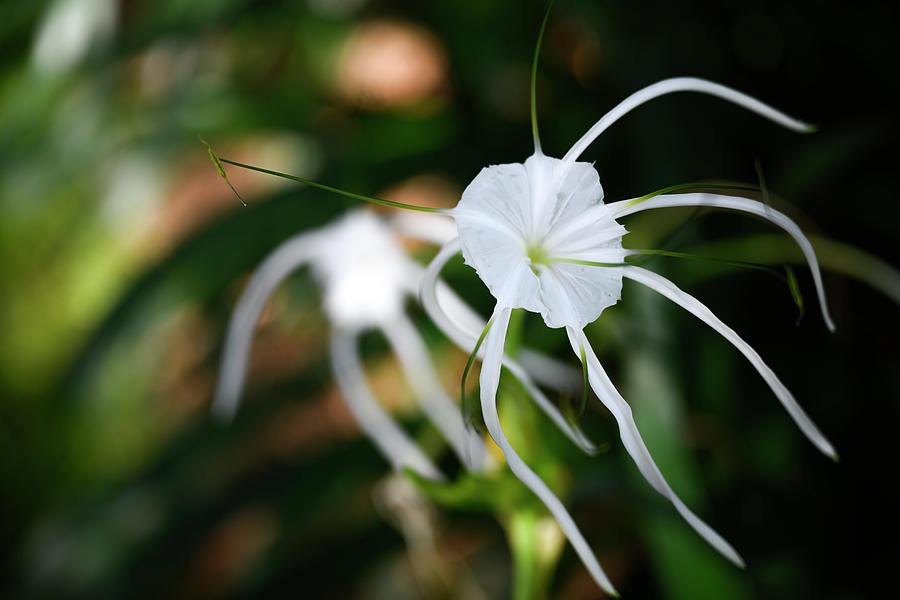 Spider Lilly Photograph by Jay Heifetz
