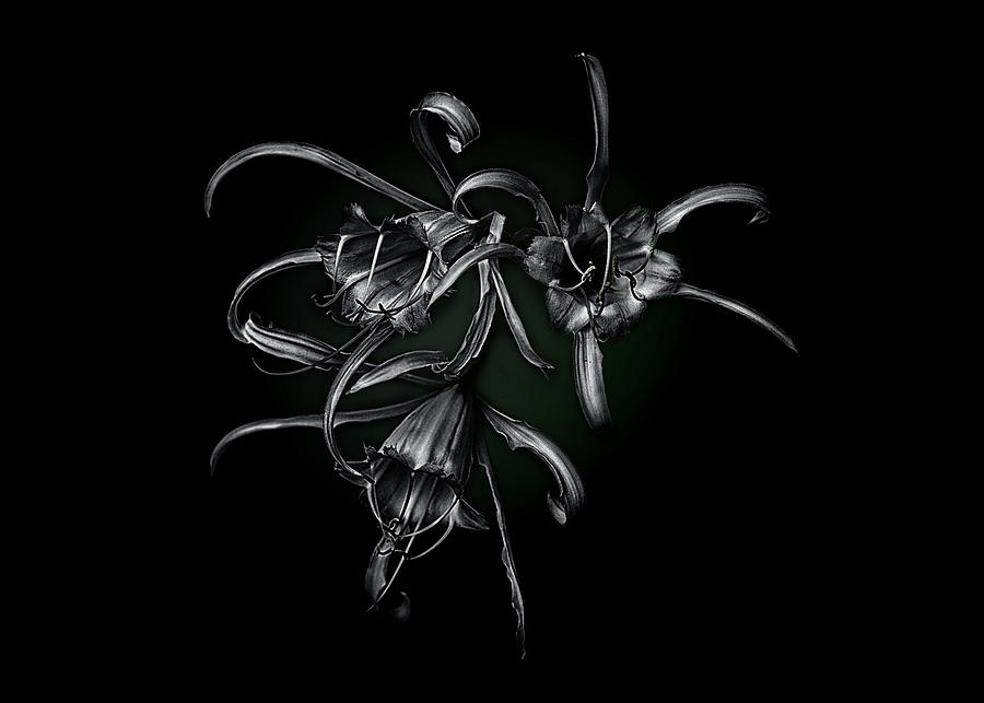 Flowers Still Life Photograph - Spider lily by Alinna Lee