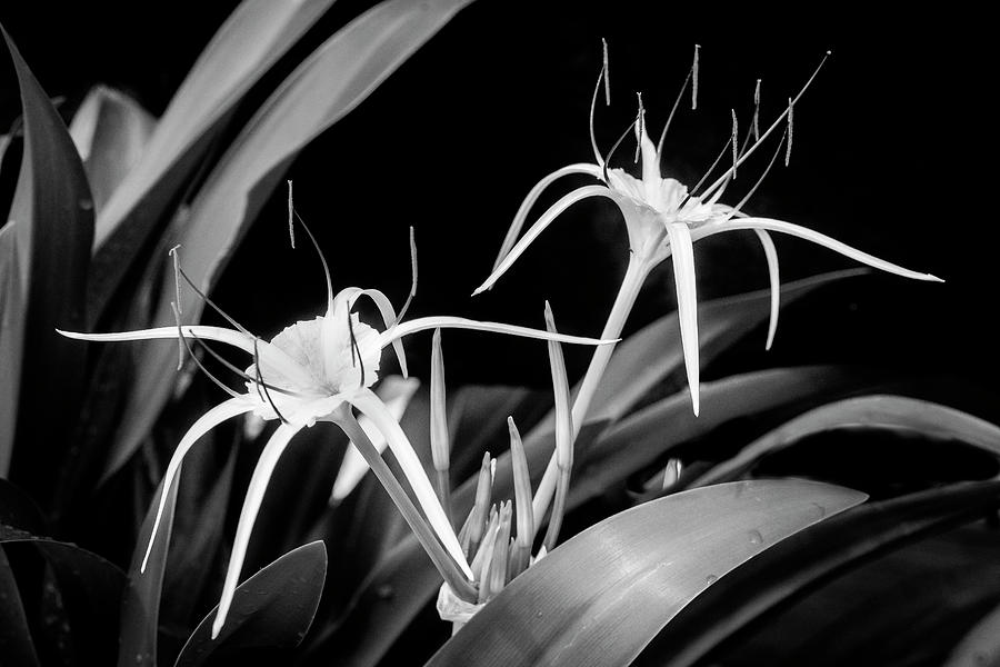 Spider Lily, and Day Lilies X108 Photograph by Rich Franco