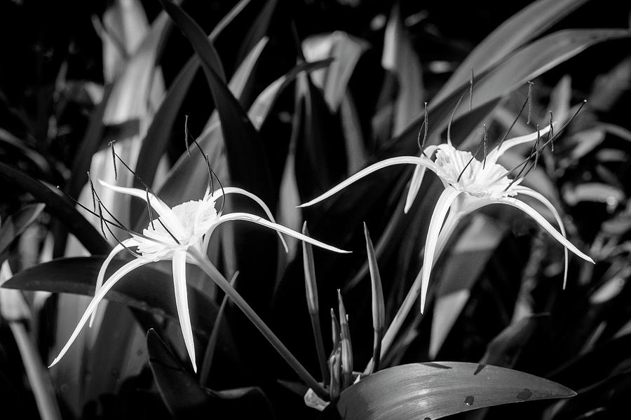 Spider Lily, and Day Lilies X111 Photograph by Rich Franco
