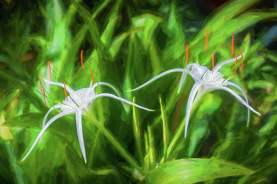 Spider Lily, and Day Lilies X112 Photograph by Rich Franco