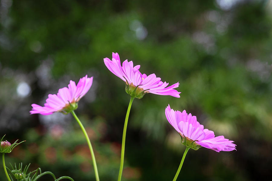 Pink Cosmos Flowers Coreopsideae X151 Photograph by Rich Franco
