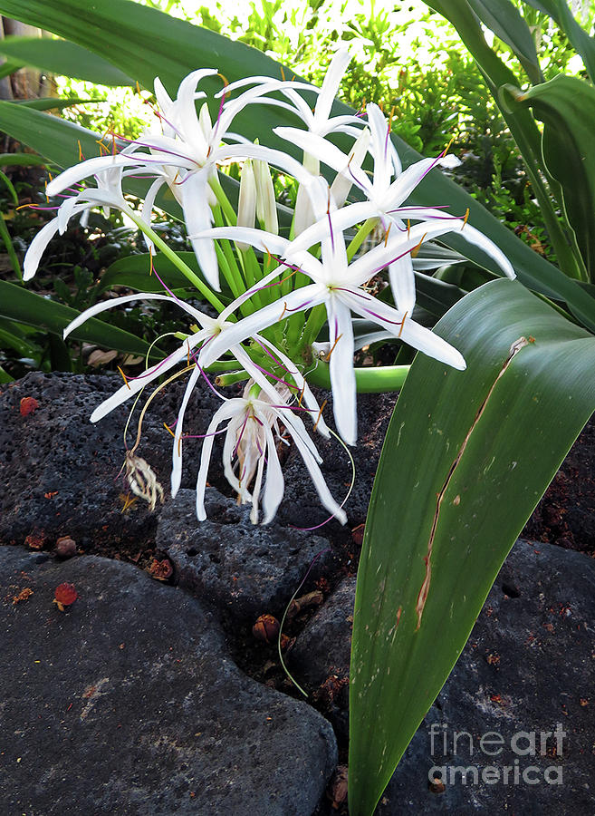 Spider Lily Photograph by Cindy Murphy