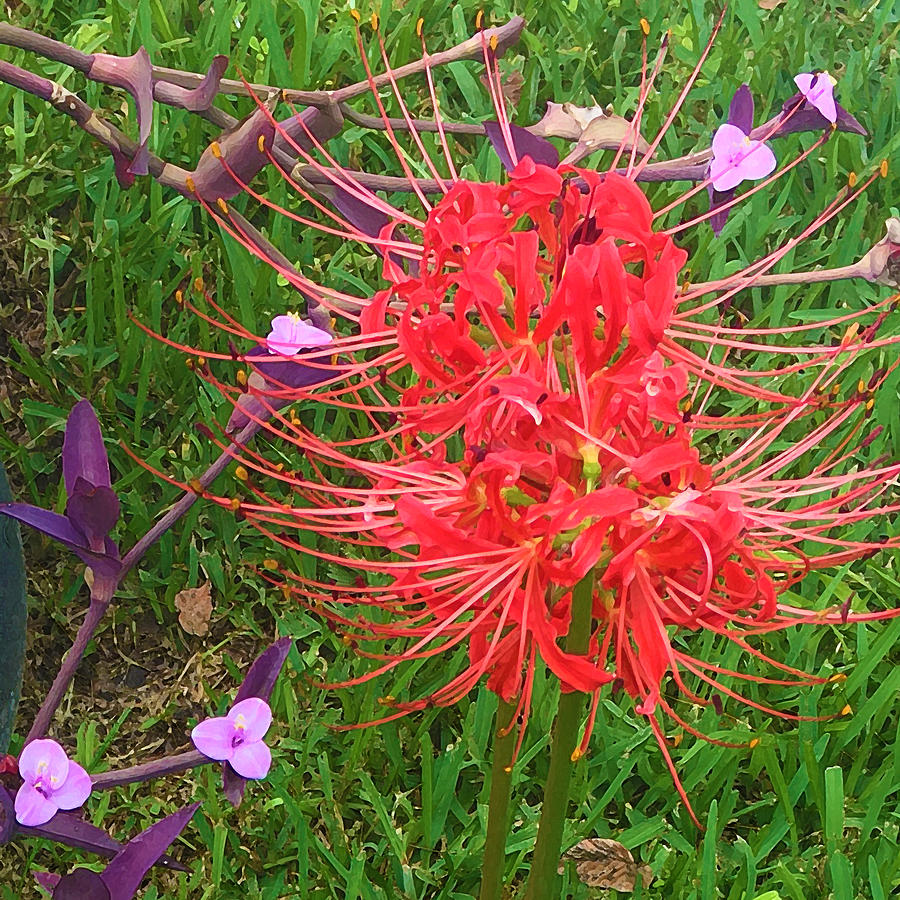 Spider Lily Purple Heart Grass Digital Digital Art by Dianna Lawson ...