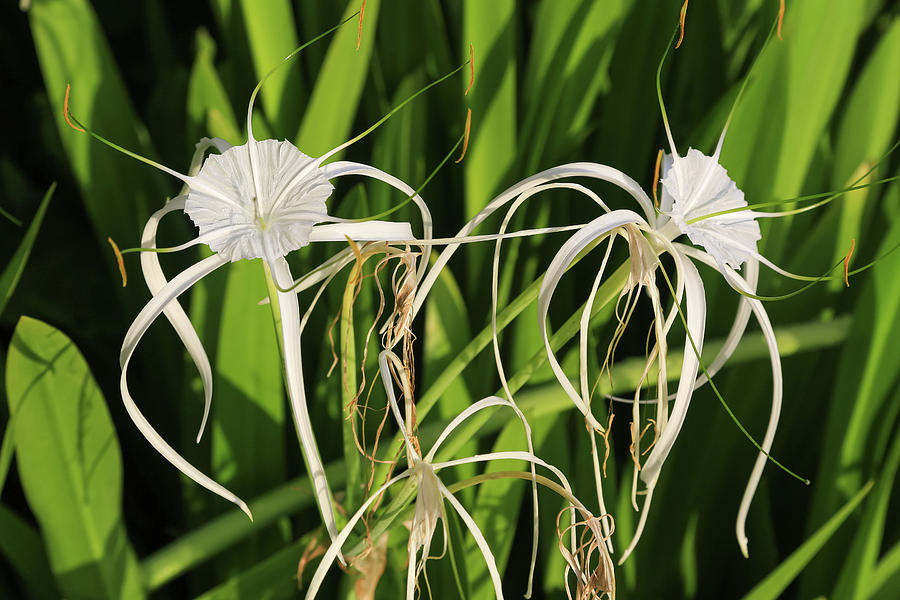 Spider Lily Photograph by Steve Templeton