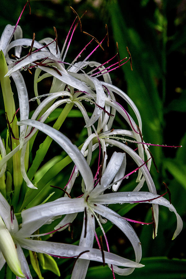 Spider Lily Photograph by W Chris Fooshee