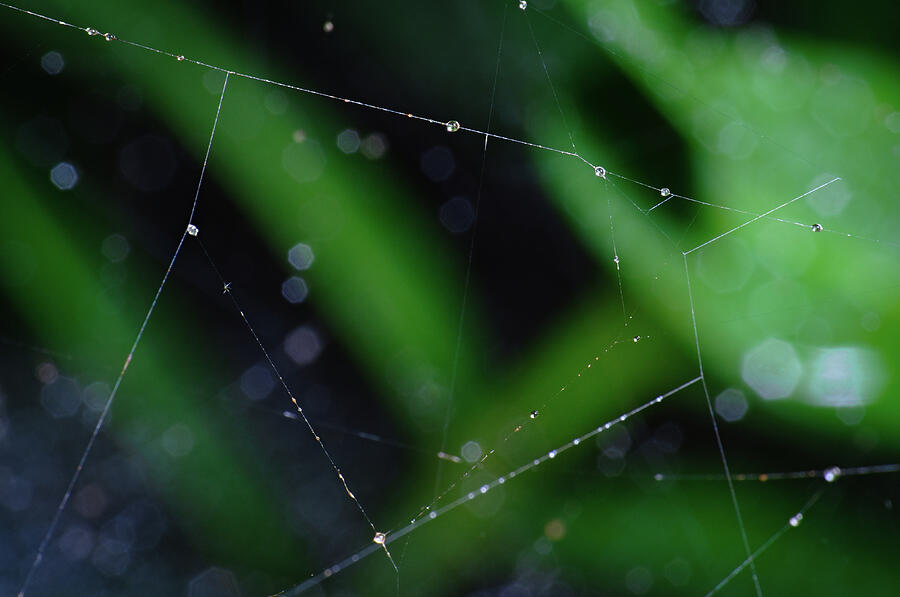 Spider Lines Photograph by Angelo DeVal