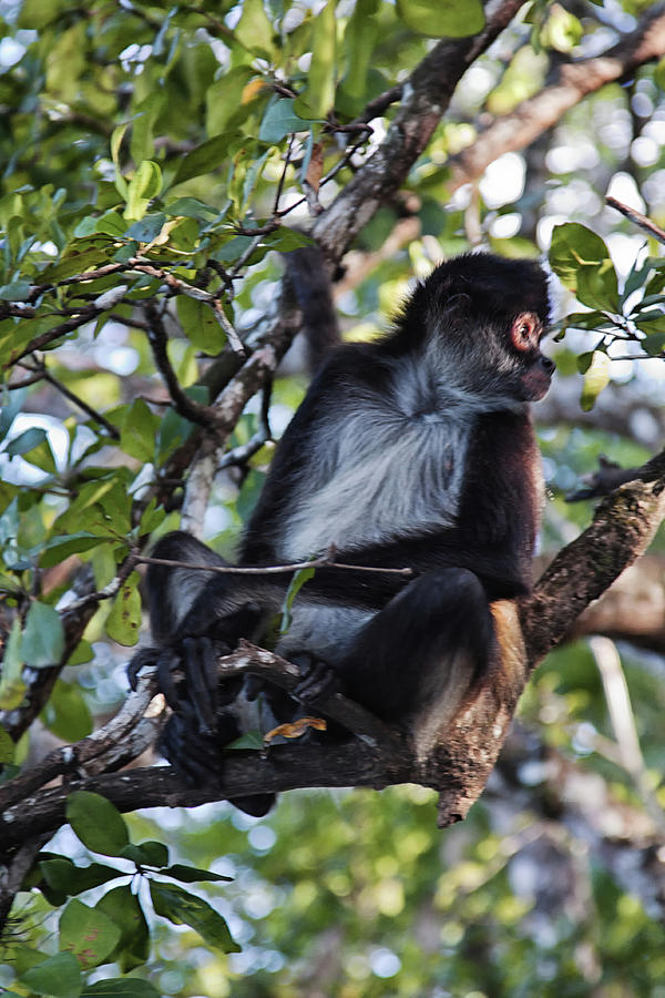 Spider Monkey, Belize jungle Photograph by Tatiana Travelways