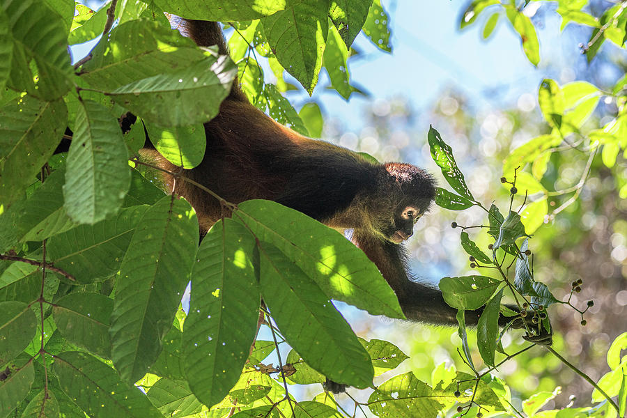 Spider Monkey Foraging Photograph by Adrian O Brien
