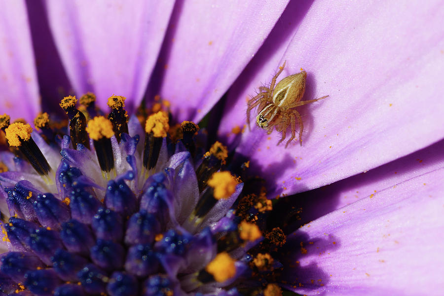 Spider on Cape Daisy Osteospermum flower Photograph by Mike Fusaro