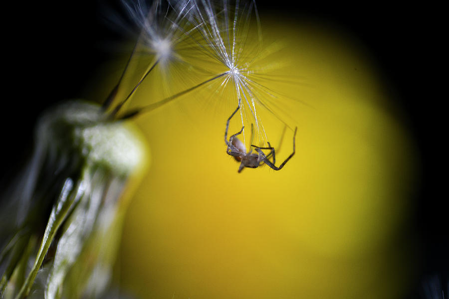 Spider on dandelion seed Photograph by Dan Friend Spider on dandelion seed Photograph by Dan Friend