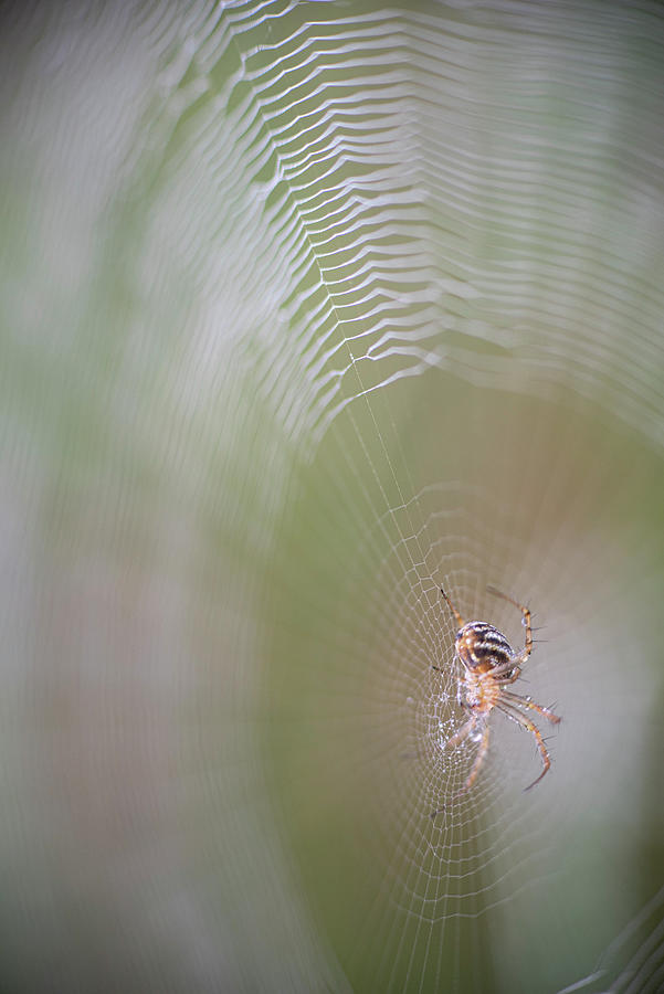 Spider Photograph - Spider On Dewy Web by Phil And Karen Rispin