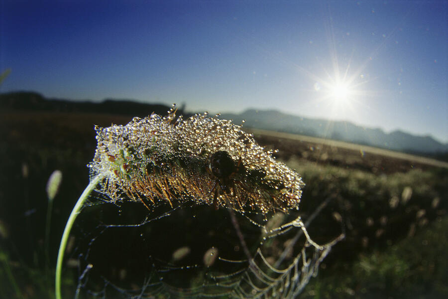 Spider on grass stalk Photograph by Dex Image
