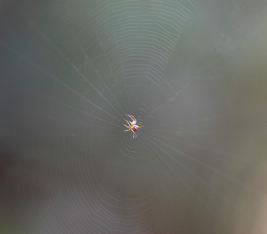 Spider Photograph - Spider On Web by Phil And Karen Rispin