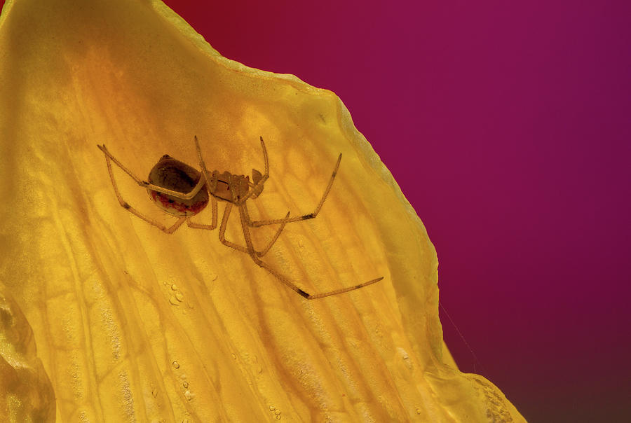 Spider on Yellow Petal Photograph by Jean Noren