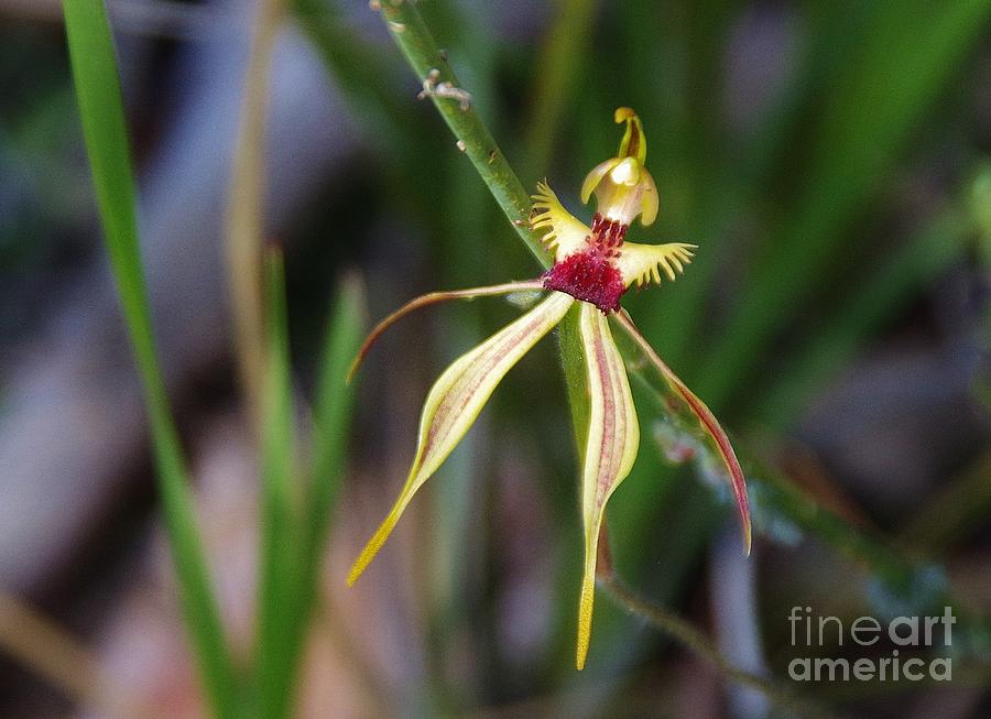 Spider Orchid Photograph - Spider Orchid by Lesley Evered