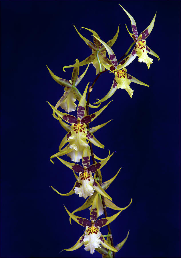 Spider Orchid Spray Photograph by Jean Noren