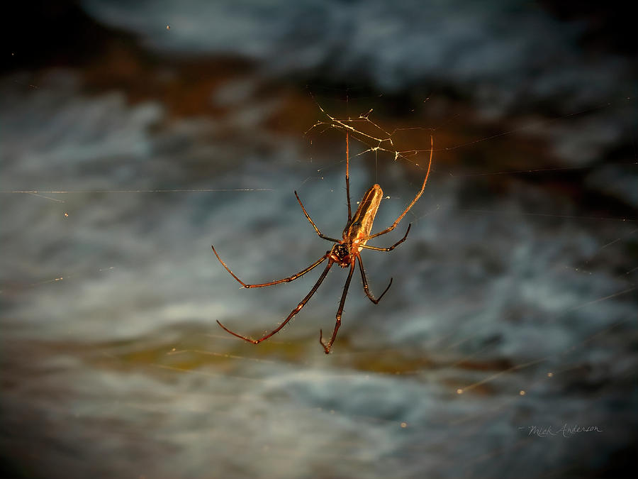 Spider Over Water Photograph by Mick Anderson