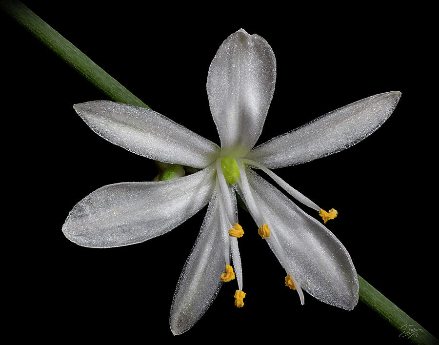 Spider Plant Flower Photograph by Endre Balogh