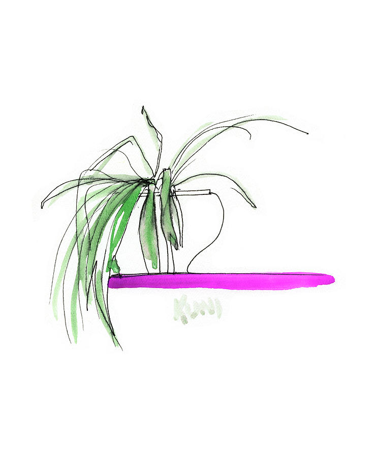 Spider Plant Photograph - Spider Plant by Phil And Karen Rispin