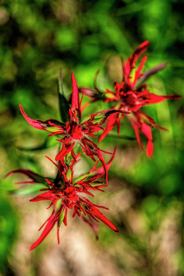 Spider Red Flower Photograph by Pamela Dunn-Parrish