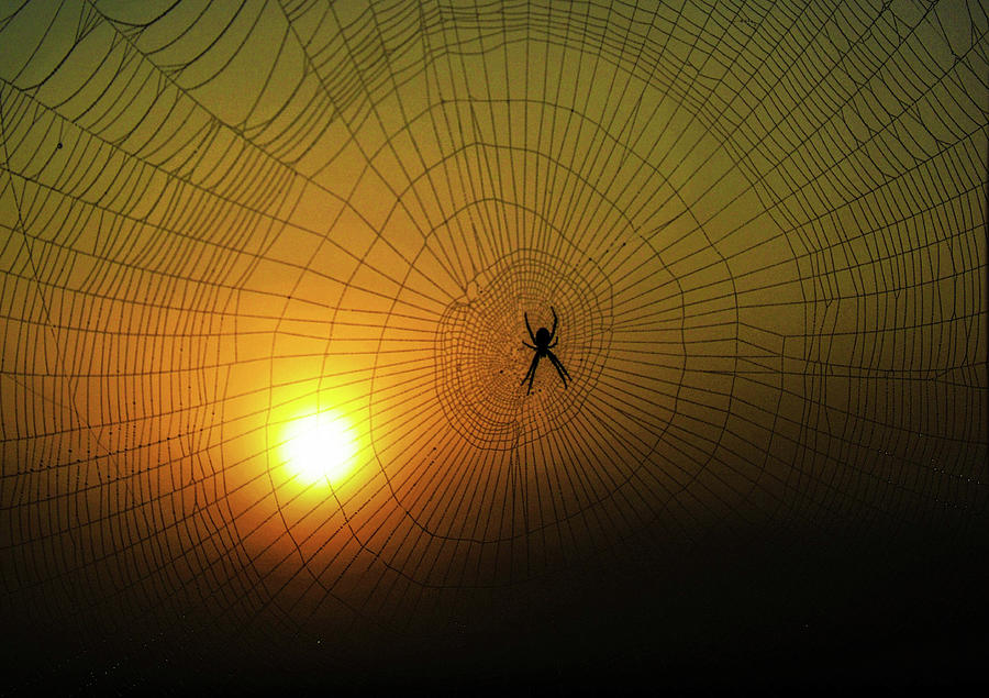 Spider Rise Photograph by Addison Likins