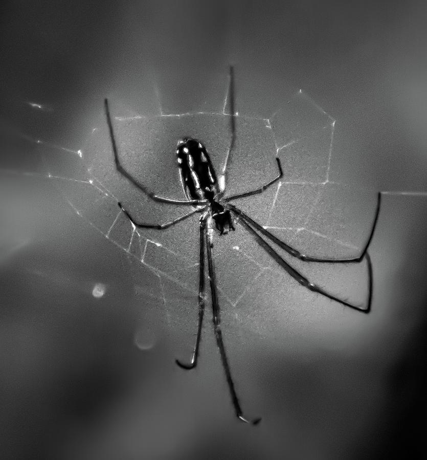 Spider Photograph by Robert Grac