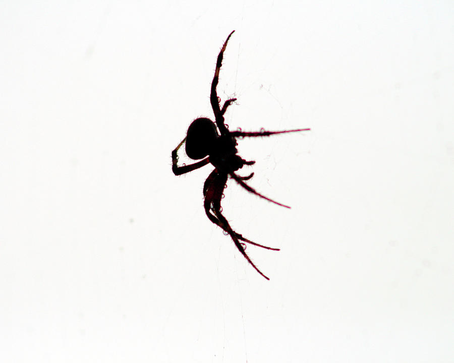 Spider silhouette  Photograph by Jim Feldman