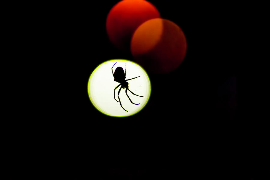 Spider Silhoutte Photograph by Nicole Engstrom
