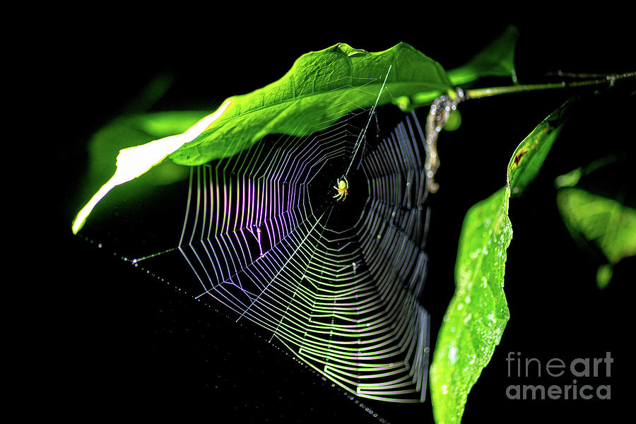 Spider spinning a web k1 Photograph by Eyal Bartov